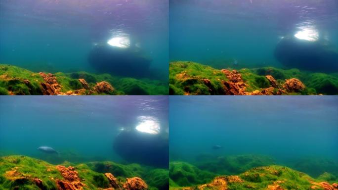 贝加尔湖的水下海藻。