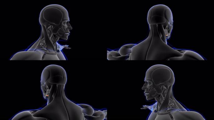 医学概念的肌舌骨肌解剖环可3D插图