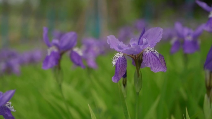 紫色花 叶子 植物 花 鸢尾花 紫色