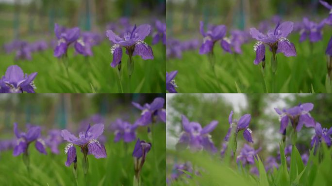 紫色花 叶子 植物 花 鸢尾花 紫色