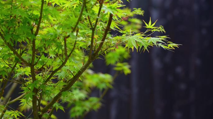 枫叶 绿色叶子