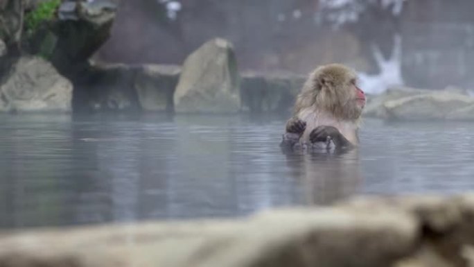 著名的雪猴在日本长野的天然温泉中沐浴