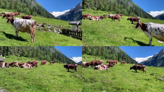欧洲阿尔卑斯山的山牛