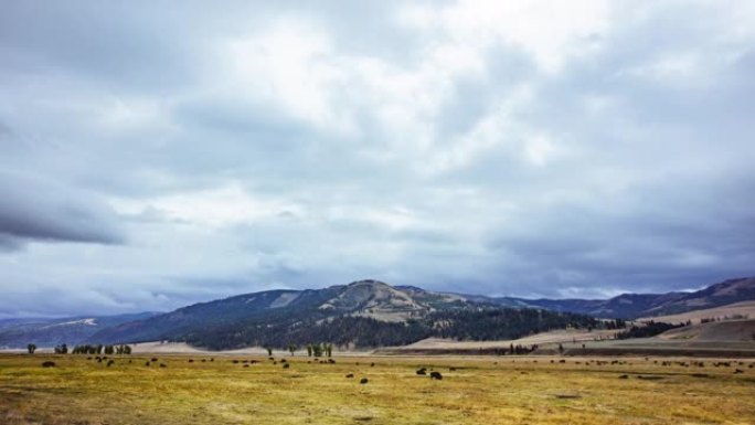 延时-美国怀俄明州黄石国家公园，野牛牧群在草原上游行，山地景观和多云的天空。