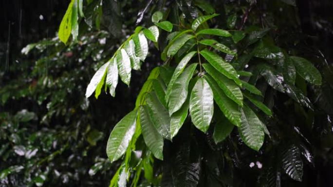 热带雨滴落在非洲坦桑尼亚花园的绿色树叶上