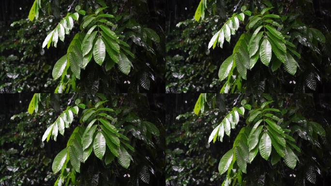 热带雨滴落在非洲坦桑尼亚花园的绿色树叶上