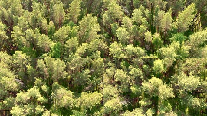 无人机低空飞过森林和针叶常绿乔木。