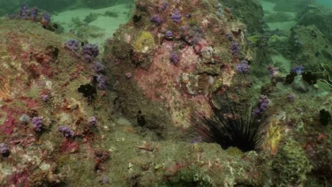 在深海珊瑚礁潜水