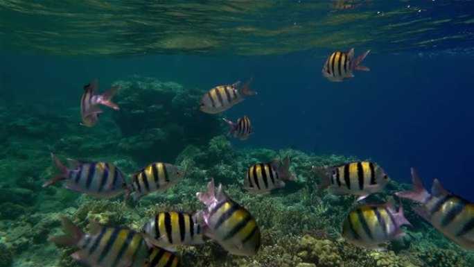 vivi彩色珊瑚鱼