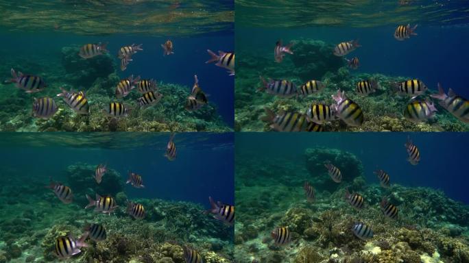 vivi彩色珊瑚鱼