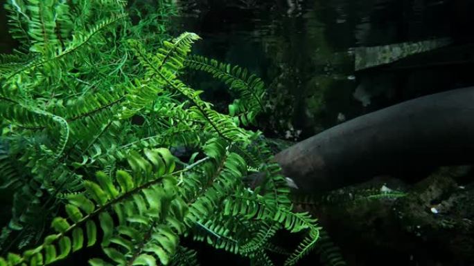 一条大型电鳗在清水中的人造植物旁边