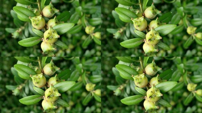 普通黄杨木 (Buxus sempervirens)，水果