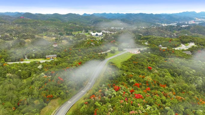 贵州百里杜鹃景区A