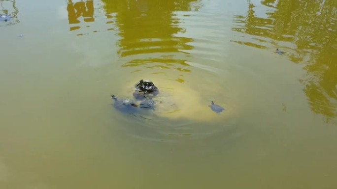 海龟坐在岩石上。绿海龟互相推入池塘的泥水