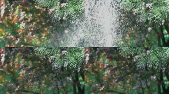 从松树树枝上掉下来的水滴关闭