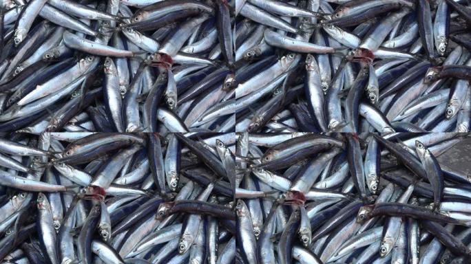 沙丁鱼或沙丁鱼，西西里岛卡塔尼亚鱼市场上典型的地中海鱼类。镜头4k