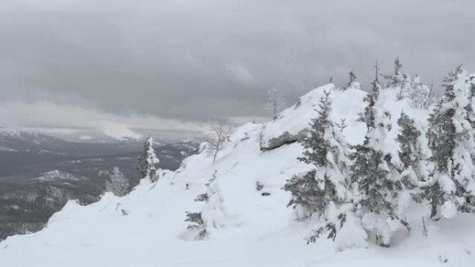 冬季针叶树。岩石上积雪中的山林