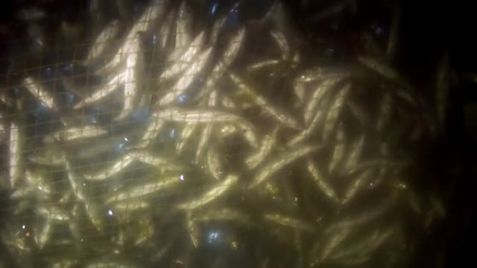 贝加尔湖水下渔网中有很多活鱼。