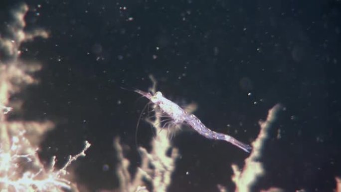 在俄罗斯白海海底寻找食物时蒙面的玻璃虾。