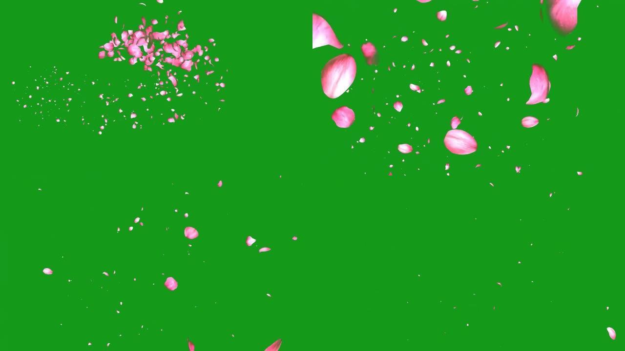 吹玫瑰花瓣运动图形与绿色屏幕背景