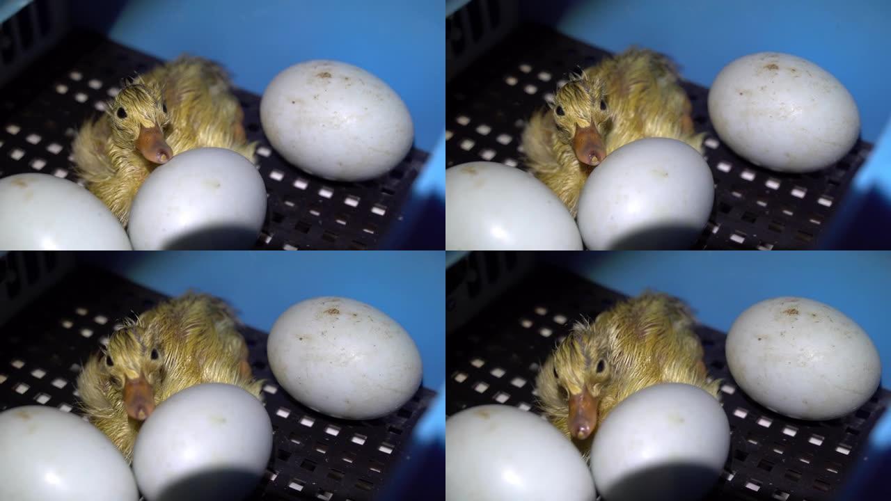 新生小鸭与鸡蛋孵育器
