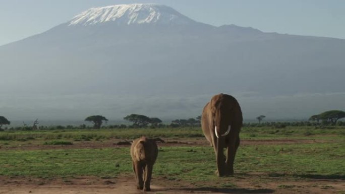 母象和小象在乞力马扎罗山下行走