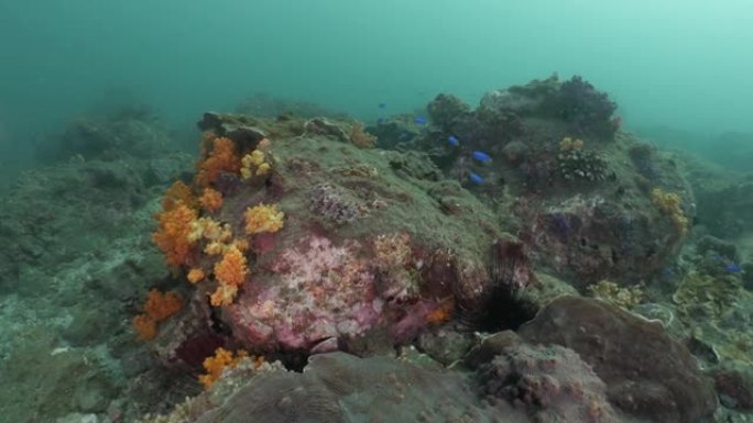 霓虹小热带鱼成群在深海珊瑚礁