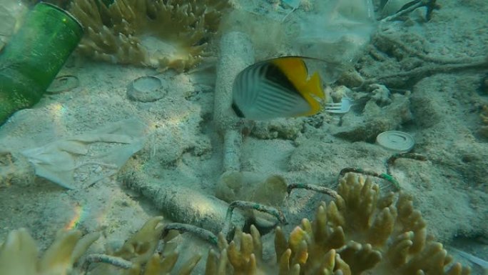 热带鱼在海底的塑料和其他杂物中寻找食物。珊瑚礁的塑料污染。红海海底的塑料瓶、袋子和其他杂物。