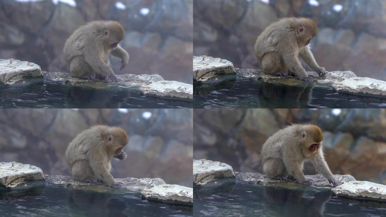 在天然温泉中吃食物的著名雪猴的慢动作