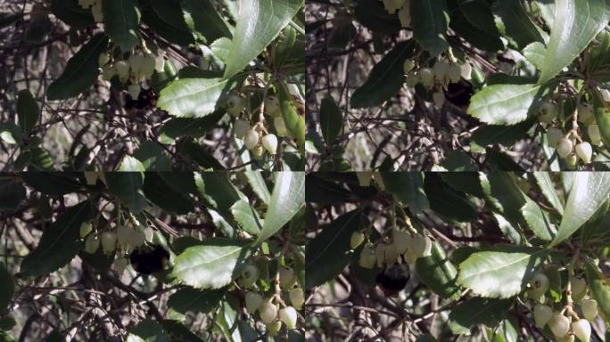 昆虫大黄蜂也被称为熊蜂以花蜜为食，并为杨梅树的花授粉