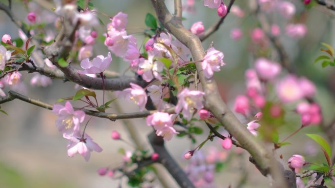 春天秋天樱花树枝叶植物风景视频素材4