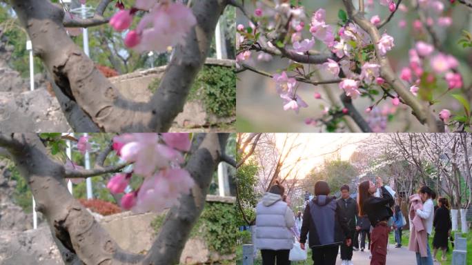 春天秋天樱花树枝叶植物风景视频素材4