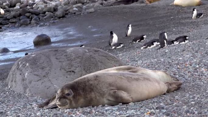 两只海豹躺在一块岩石旁睡觉。海豹后面的一些企鹅也在休息。