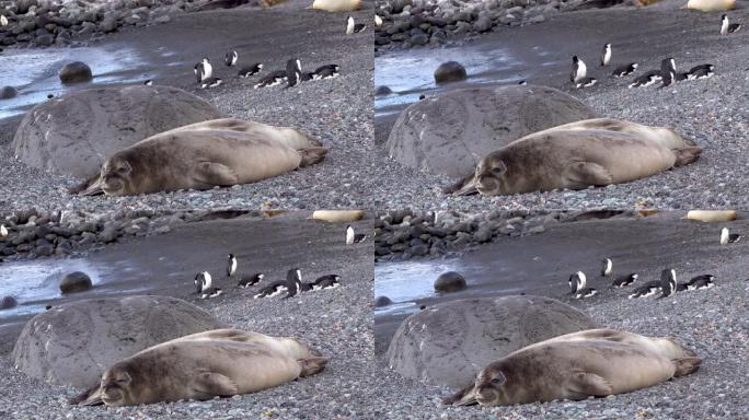 两只海豹躺在一块岩石旁睡觉。海豹后面的一些企鹅也在休息。