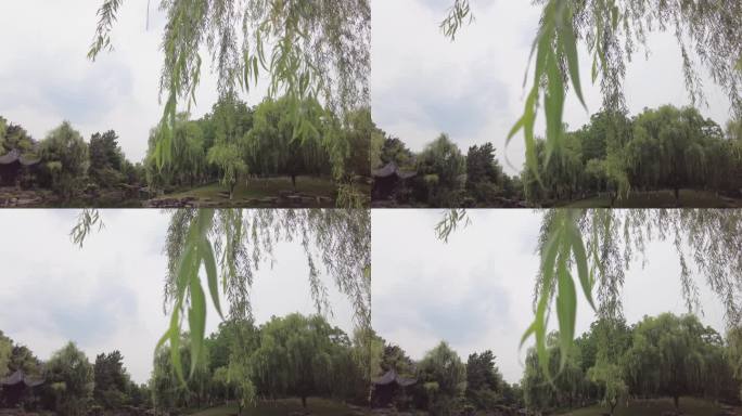 柳树柳叶柳树枝特写