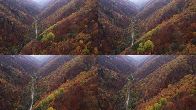 秋季天线。空中公路旅行在雾中蜿蜒的山路上，汽车在秋天经过五颜六色的森林。