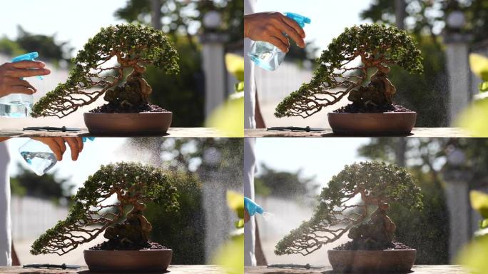 享受浇灌美丽的盆景树在早晨，盆景是一种日本艺术形式，它利用栽培技术在容器中生产模仿全尺寸树木的形状和