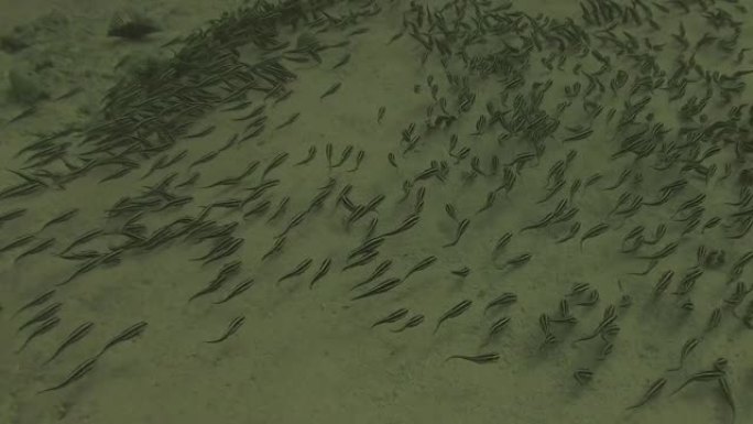 菲律宾马拉帕斯夸的一群条纹鳗鱼 (Plotosus lineatus)