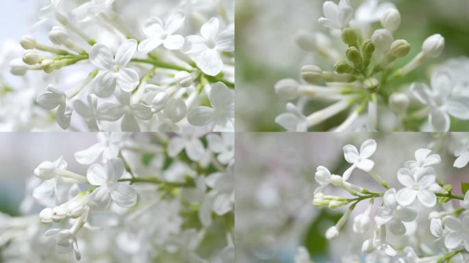 丁香花微距4K60帧