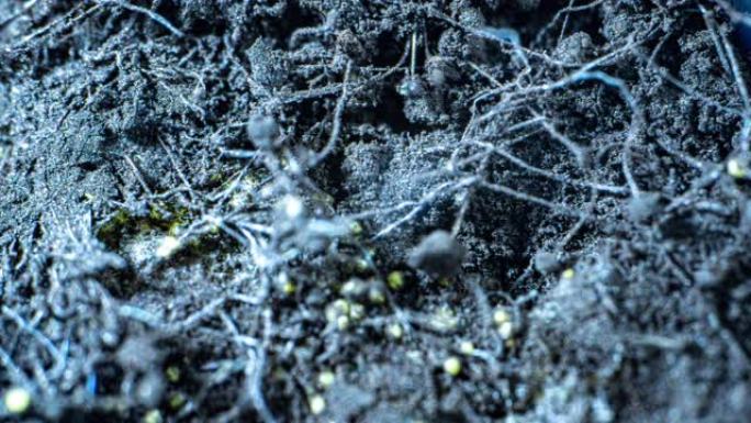 粘菌疟原虫的细胞质流-逻辑网络模型和人工智能