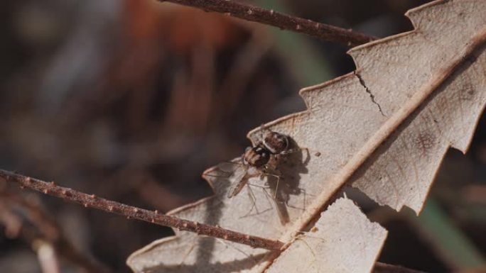 以蚊子为食的幼年maratus volans蜘蛛的高帧率剪辑