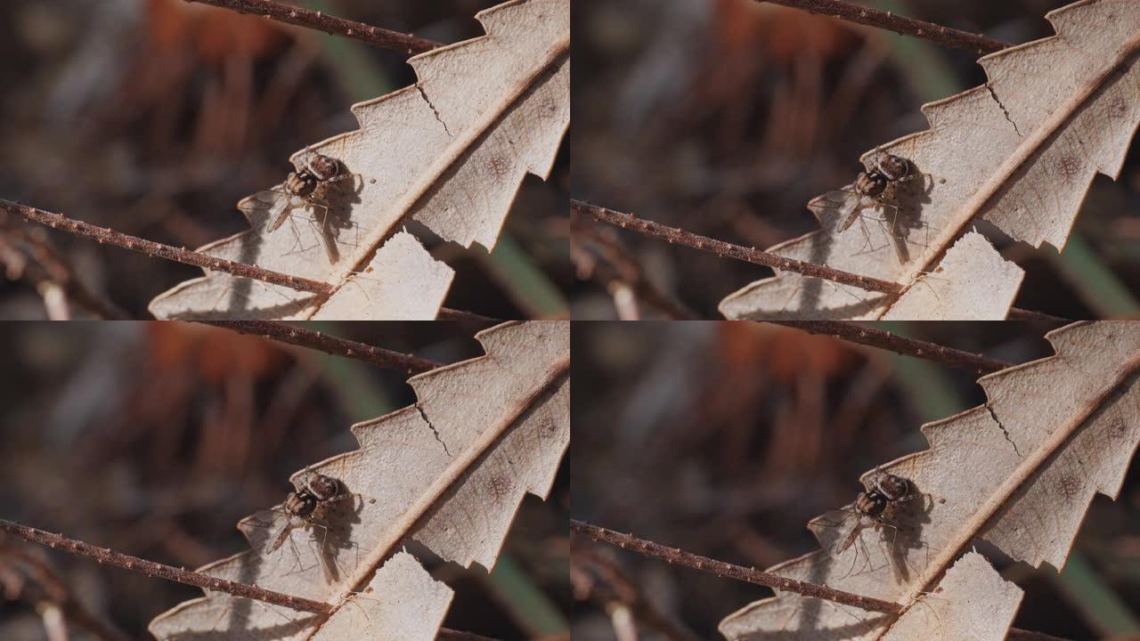 以蚊子为食的幼年maratus volans蜘蛛的高帧率剪辑