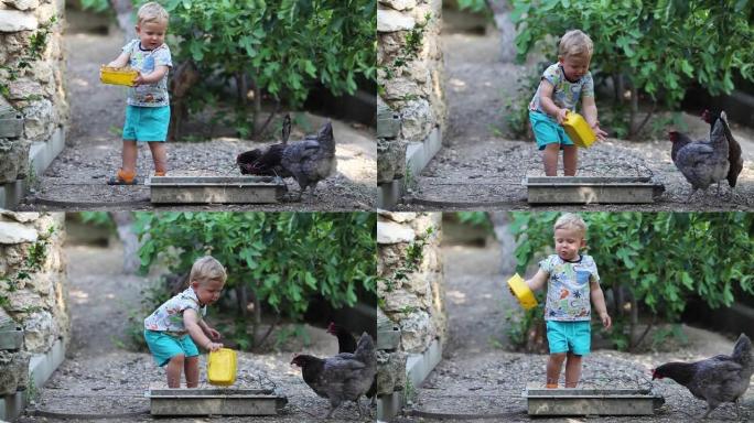 小男孩喂鸡和害怕。孩子们的笑声。