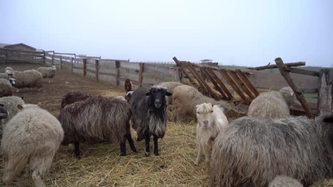 黑白绵羊在农场吃草。山地大牧场