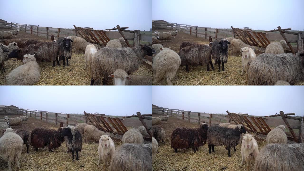黑白绵羊在农场吃草。山地大牧场