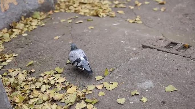 一只鸽子在秋天沿着马路走