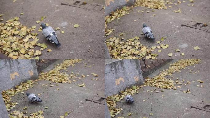 一只鸽子在秋天沿着马路走