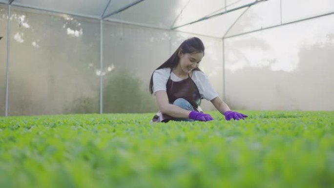 女农民检查蔬菜状况。