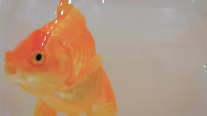 金鱼在碗里游泳