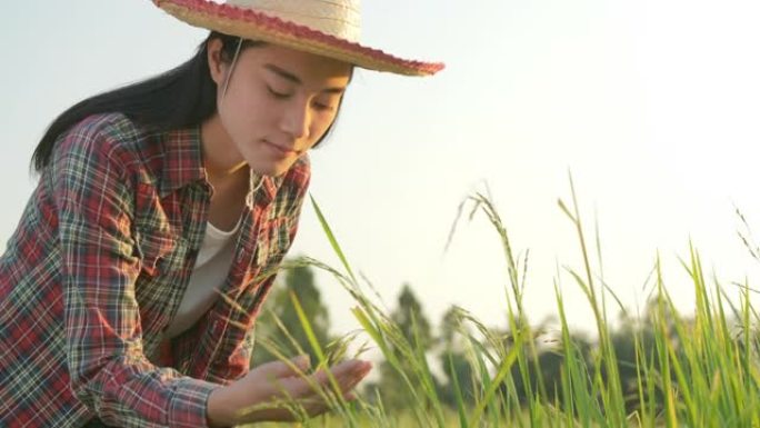 迷人的亚洲年轻少女农夫穿着红色条纹衬衫，戴着草帽，沿着稻田缓慢行走，检查水稻的生长和质量。